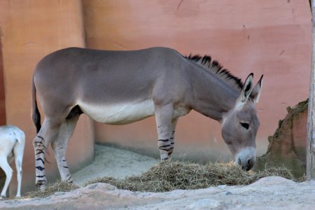 Afrikanischer_Esel_(Equus_asinus),_Zoo_Hannover