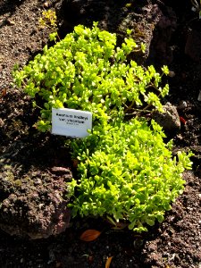 Aeonium_lindleyi_var._viscatum_-_Botanischer_Garten,_Frankfurt_am_Main_-_DSC02360