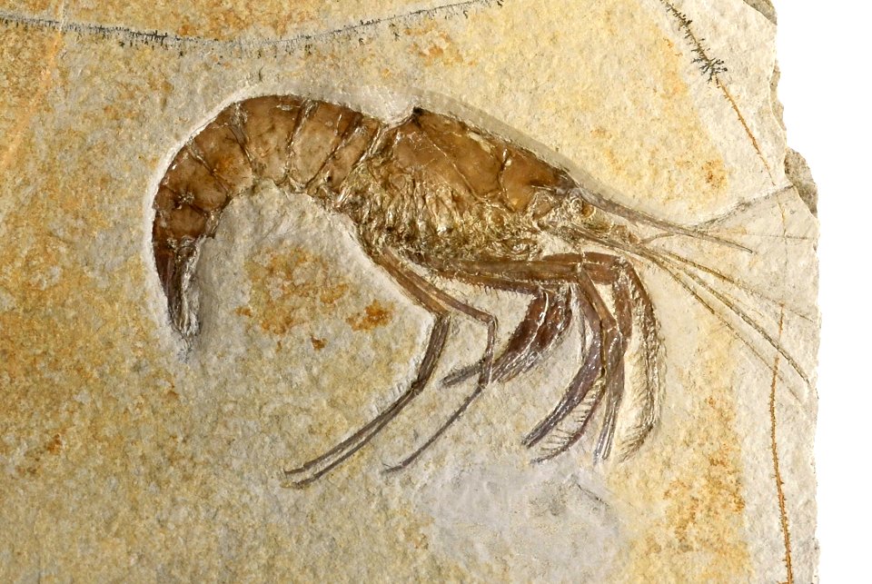 Aeger_tipularius_Teylers_Museum_7112012