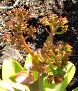 Aeonium_nobile_-_Botanischer_Garten,_Frankfurt_am_Main_-_DSC02376