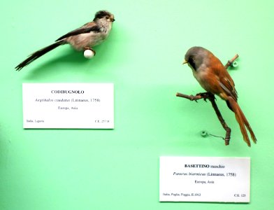 Aegithalos_caudatus_and_Panurus_biarmicus_(male)_-_Museo_Civico_di_Storia_Naturale_Giacomo_Doria_-_Genoa,_Italy_-_DSC03086