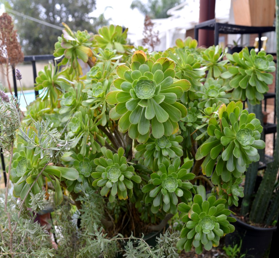 Aeonium_arborescens_-_big