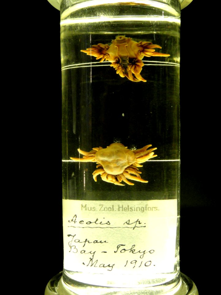 Aeolis_sp._-_Finnish_Museum_of_Natural_History_-_DSC04687