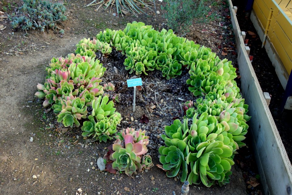 Aeonium_canariense_-_San_Luis_Obispo_Botanical_Garden_-_DSC05920