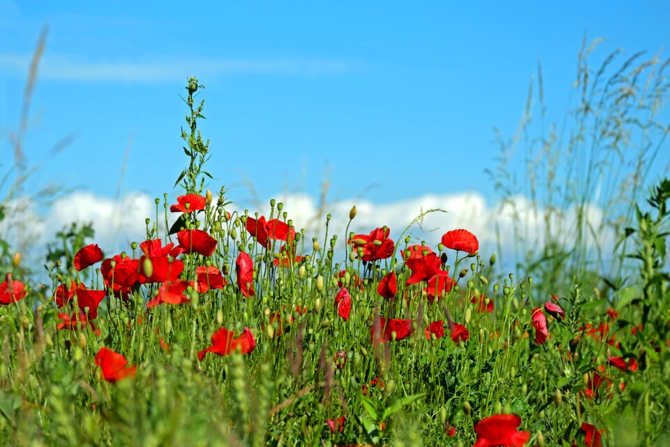 Field of poppies poppy flower red photo