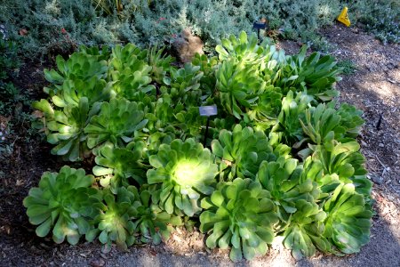 Aeonium_canariense_-_Leaning_Pine_Arboretum_-_DSC05425