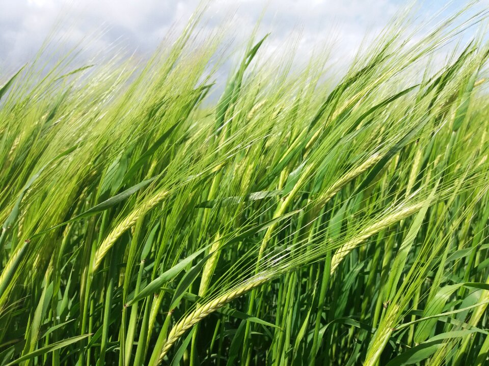 Green agriculture farm