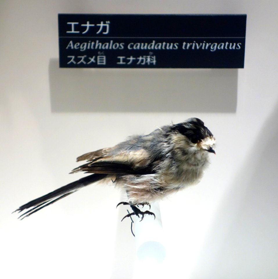 Aegithalos_caudatus_trivirgatus_-_National_Museum_of_Nature_and_Science,_Tokyo_-_DSC07071