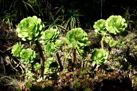 Aeonium_-_San_Francisco_Botanical_Garden_-_DSC09762