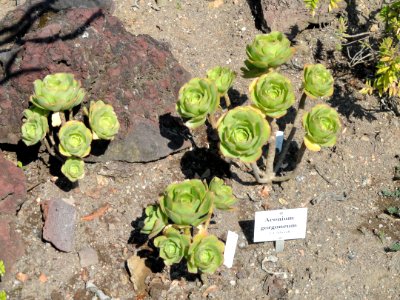 Aeonium_gorgoneum_-_Botanischer_Garten,_Frankfurt_am_Main_-_DSC03143