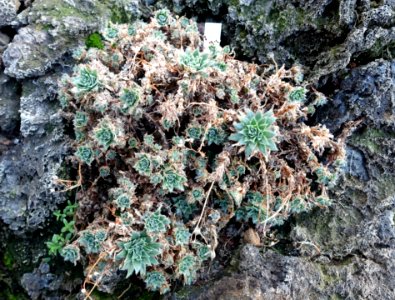 Aeonium_simsii_-_Bergianska_trädgården_-_Stockholm,_Sweden_-_DSC00413