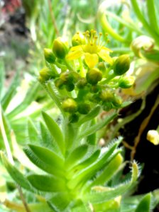 Aeonium_simsii_-_Botanischer_Garten_Freiburg_-_DSC06328