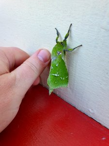Aenetus_virescens_46446199