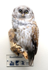 Aegolius_funereus_-_Museum_fur_Naturkunde,_Berlin_-_DSC00183