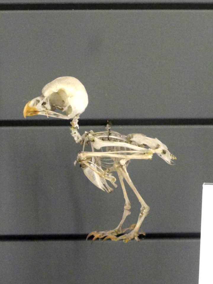 Aegolius_funereus_skeleton_-_Finnish_Museum_of_Natural_History_-_DSC04536