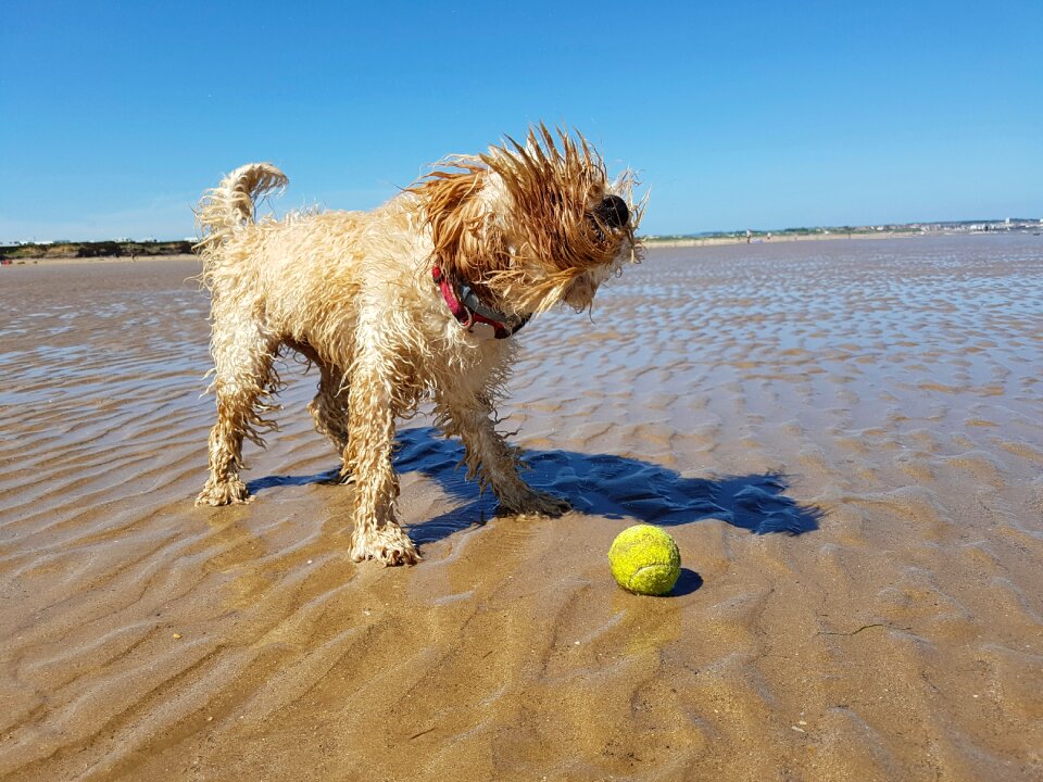 Cockapoo puppy summer