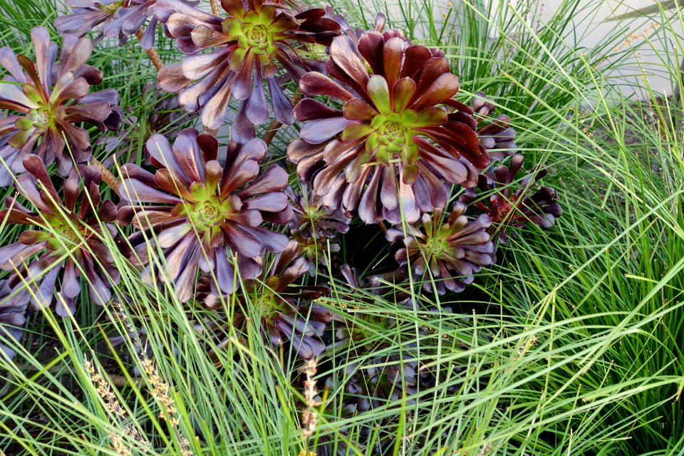 Aeonium_-_San_Francisco,_CA_-_DSC02504