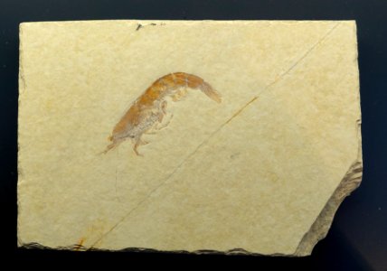Aeger_spinipes_-_Museum_fur_Naturkunde,_Berlin_-_DSC09996