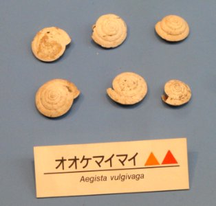 Aegista_vulgivaga_-_Osaka_Museum_of_Natural_History_-_DSC07742 photo