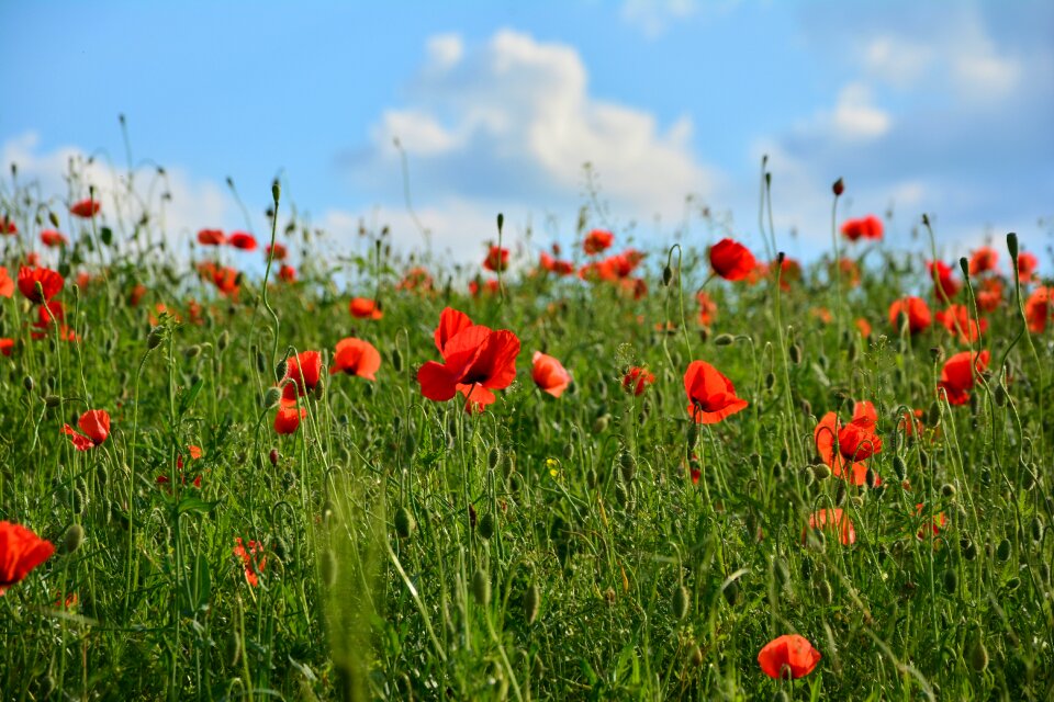 Field of poppies poppy flower red