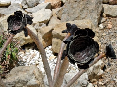 Aeonium_arboreum_Black_Rose