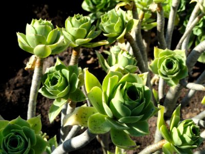 Aeonium_balsamiferum_-_Botanischer_Garten,_Frankfurt_am_Main_-_DSC02388
