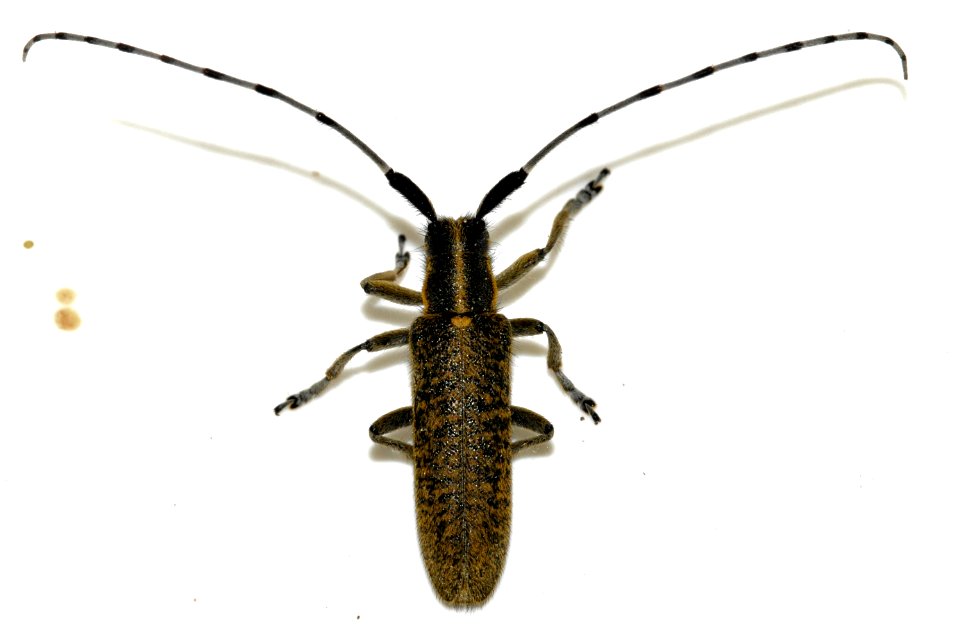 Agapanthia-villosoviridescens-06-fws