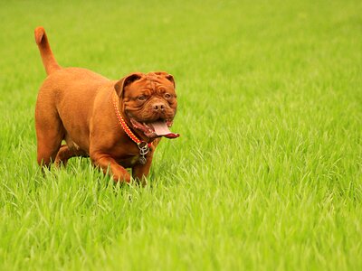 Mastiff de french