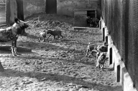 Afrikaanse_wilde_hond_met_jongen_in_Artis,_Bestanddeelnr_920-0554