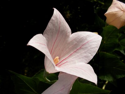 Summer bud petals
