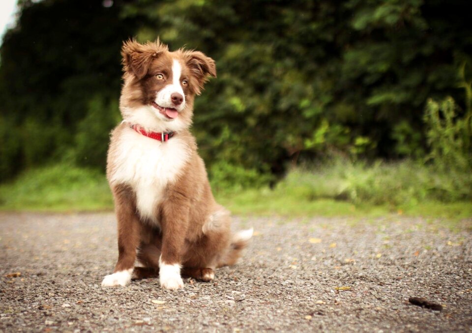 Dog beautiful pet