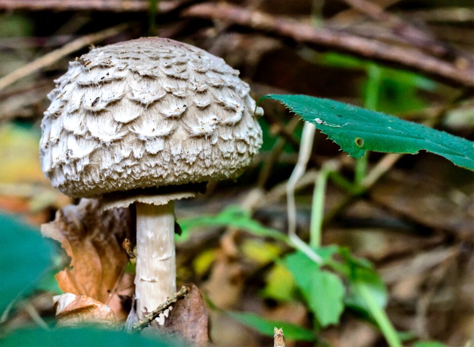 Screen fungus autumn in the forest photo