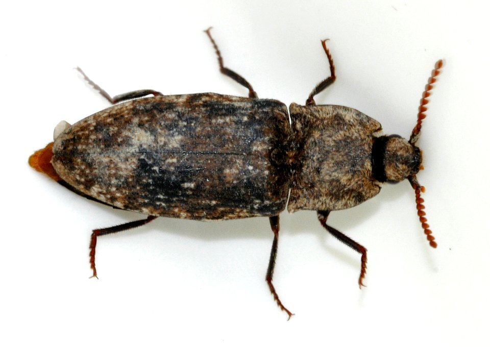 Agrypnus-murinus-10-fws