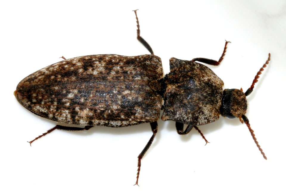 Agrypnus-murinus-06-fws