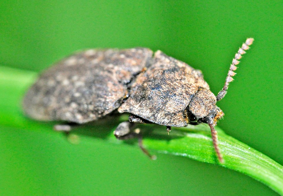 Agrypnus-murinus-04-fws