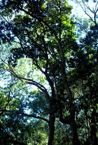 Afromontane_forest_canopy_-_giant_Black_Stinkwood_tree_-_SA