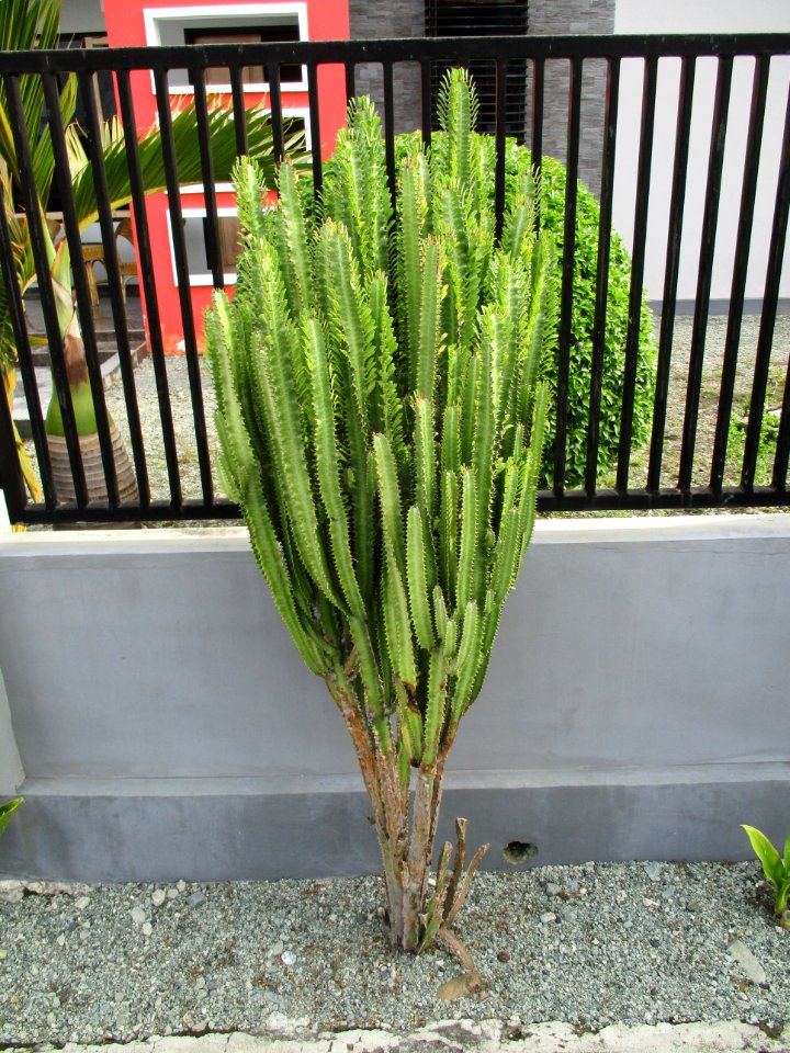 African_milk_tree_(Euphorbia_trigona)_habit