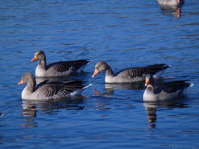 Geese lake nature