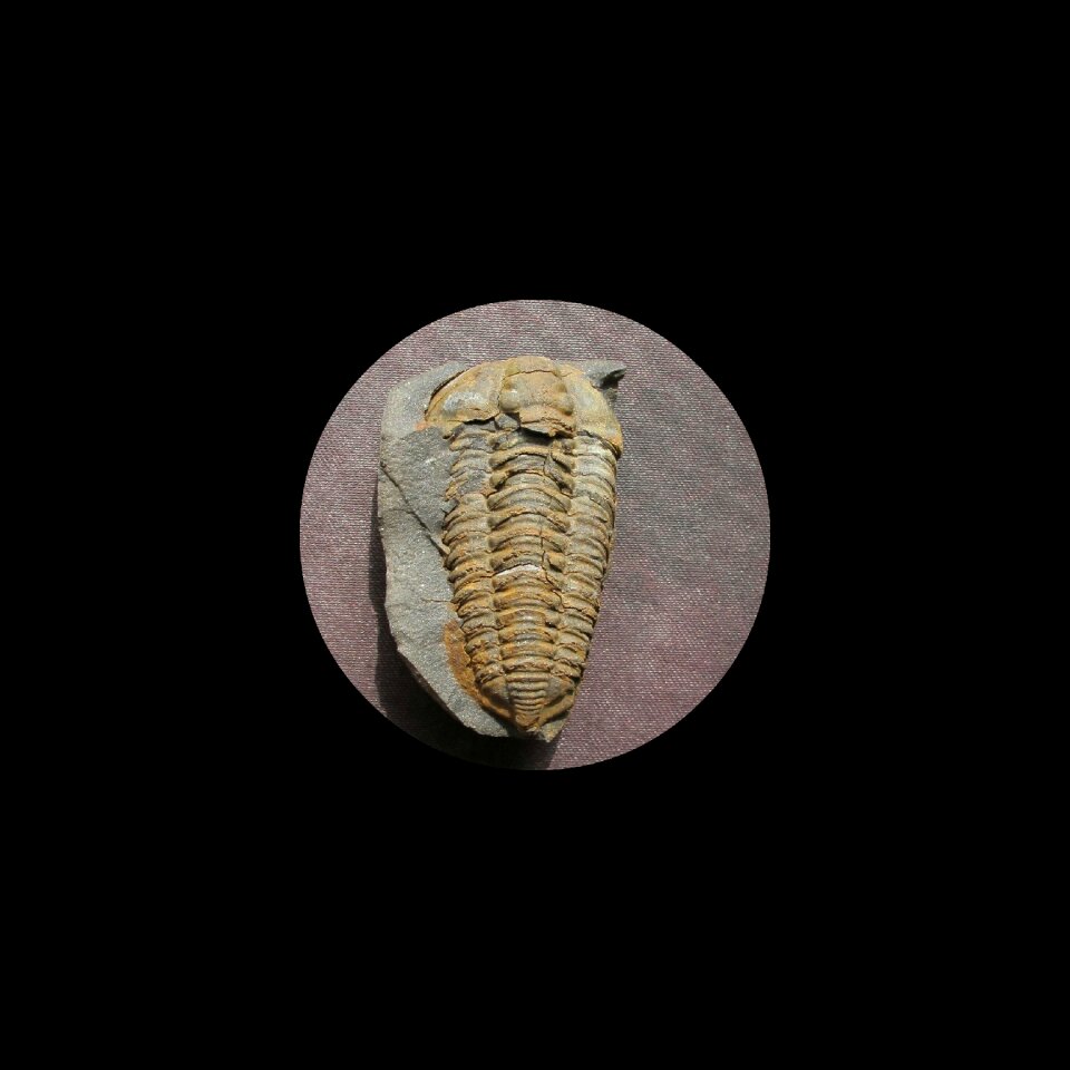 Fossil trilobite colpocoryphe bohemica