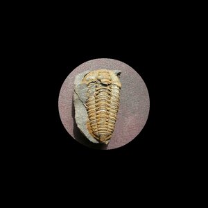 Fossil trilobite colpocoryphe bohemica