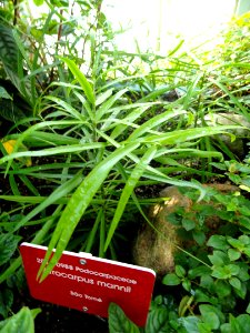 Afrocarpus_mannii_-_Botanical_Garden_in_Kaisaniemi,_Helsinki_-_DSC03662