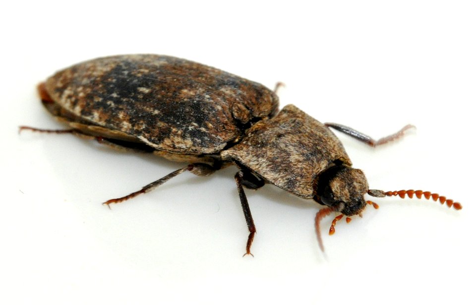 Agrypnus-murinus-11-fws
