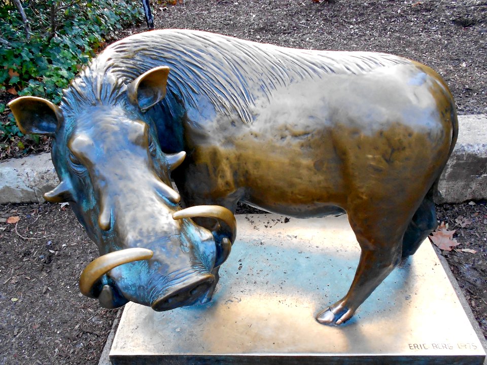 African_Warthog_Philly
