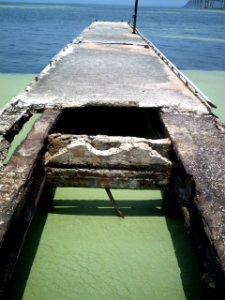 Aguas_del_lago_de_Maracaibo_contaminadas_por_Lemna
