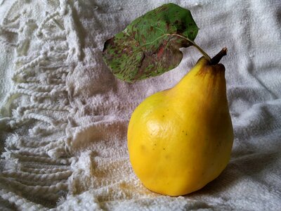 Pear-quince autumn fruit photo