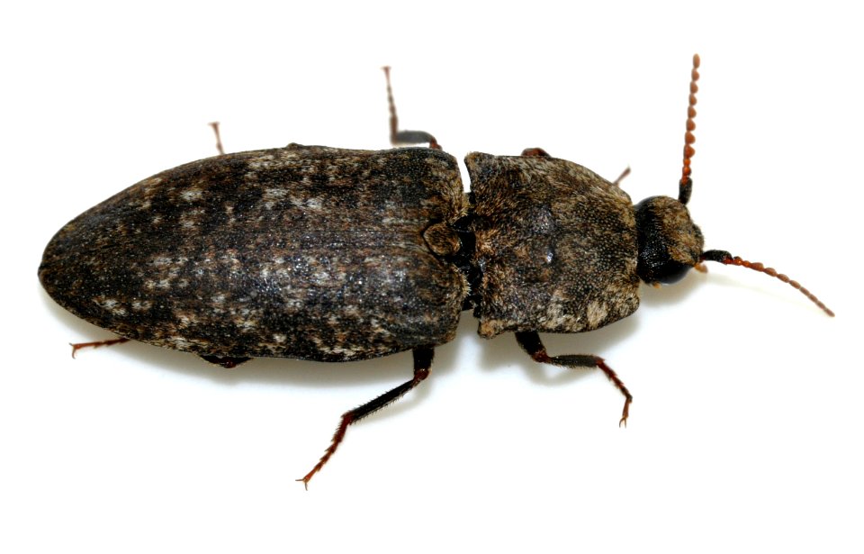 Agrypnus-murinus-12-fws