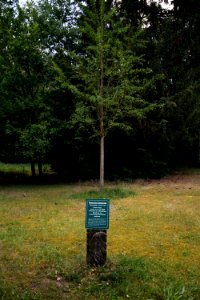 Ahrensfelde_Ostkirchhof_Baum_der_Erinnerung_(Brandenburg)