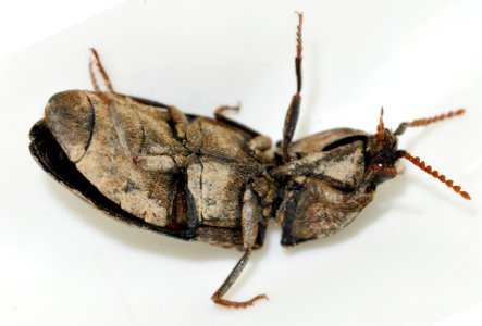 Agrypnus-murinus-08-fws