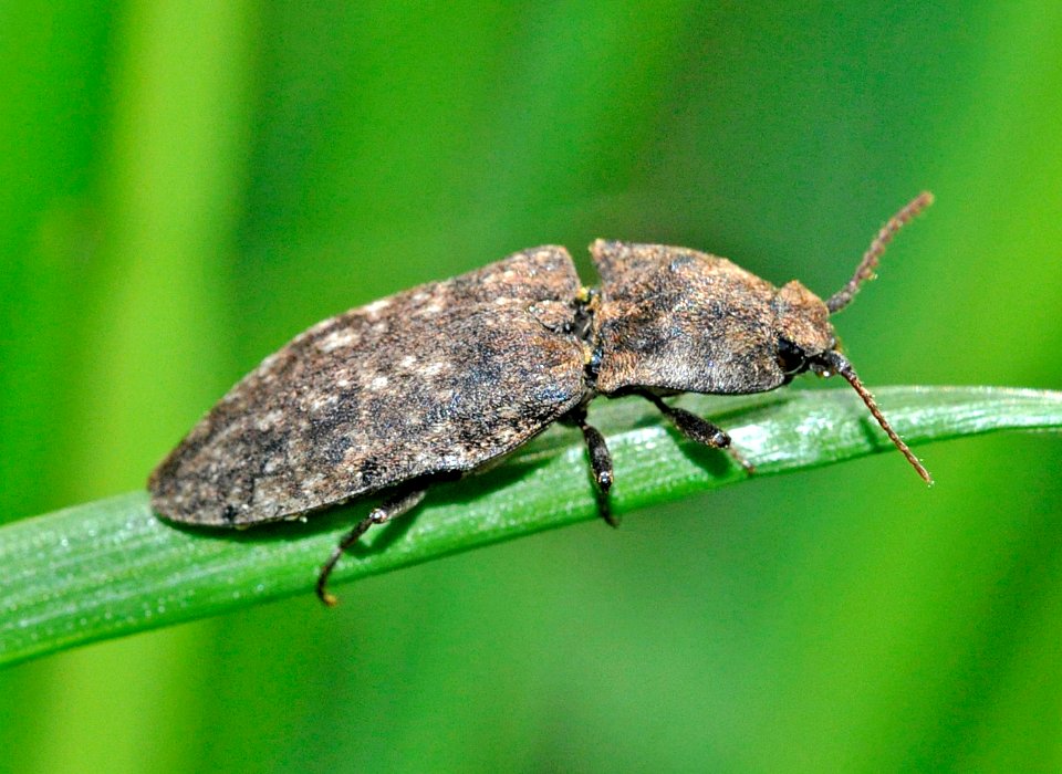 Agrypnus-murinus-03-fws