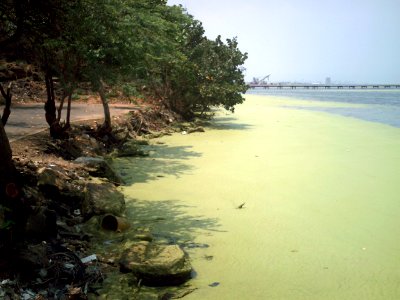 Aguas_del_lago_de_Maracaibo_contaminadas_por_Lemna_03